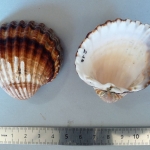 Acanthocardia tuberculata