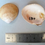 Acrosterigma transcendens