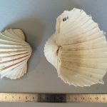 Cardium indicum