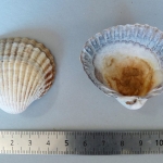 Cerastoderma glaucum