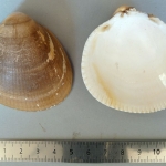 Laevicardium crassum