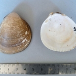 Laevicardium oblongum