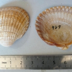 Parvicardium scabrum