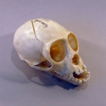 Cebus apella - Singe capucin