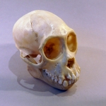 Cebus capucinus - capucin moine