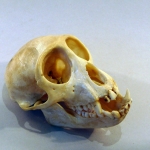 Cercopithecus cephus - Moustac bleu