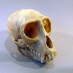 Cercopithecus hamlyni - Singe Hibou-fait face