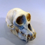Cercopithecus neglectus - Singe de Brazza