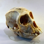 Cercopithecus pogonias - Singe couronné