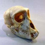 Erythrocebus patas - Singe rouge