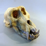 Macaca tonkeana - Macaque de Tonkéan