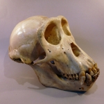 Mandrillus sphinx - Mandril