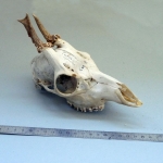 Capreolus capreolus - Chevreuil (mâle)
