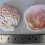 Chama brassica brassica