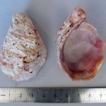 Pseudochama gryphina