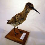 Calidris himantopus - Bécasseau à échasses