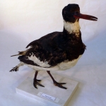 Haematopus ostralegus - Huîtrier pie