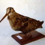 Scolopax rusticola - Bécasse des bois