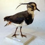 Vanellus vanellus - Vanneau huppé