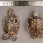 Chelonia mydas - Tortue verte (jeune)