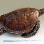 Chelonia mydas - Tortue verte