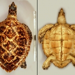 Eretmochelys imbricata - Tortue imbriquée