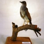 Geopelia cuneata - Tourterelle diamant