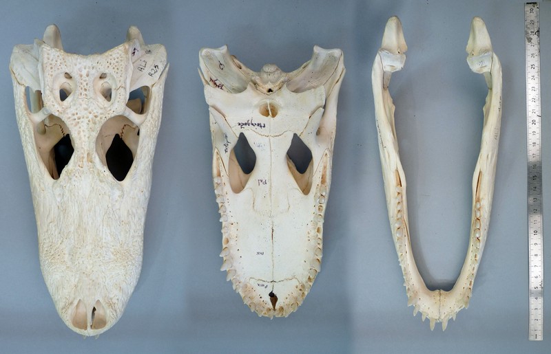 Crocodylus sp. - Crâne de crocodile