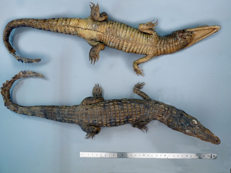 Crocodylus niloticus - Crocodile du Nil