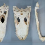 Crocodylus sp. - Crâne de crocodile