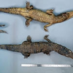 Crocodylus niloticus - Crocodile du Nil