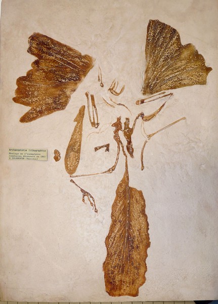 Archaeopteryx sp.