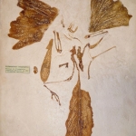 Archaeopteryx sp.