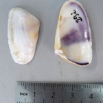 Donax variabilis