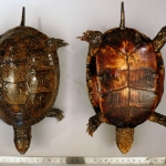 Emys orbicularis - Cistude d’Europe