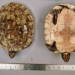 Trachemys a - Tortue de Floride