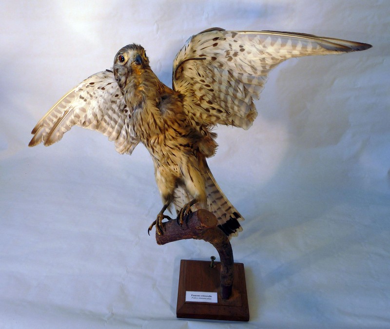 Falco tinnunculus - Faucon cresserelle