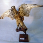 Falco tinnunculus - Faucon cresserelle