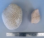 Cyphastrea microphthalma