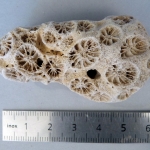 Dipsastraea matthaii