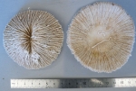 Fungia costulata