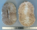 Fungia moluccensis