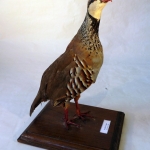 Alectoris rufa - Perdrix rouge