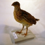 Coturnix coturnix - Caille des blés