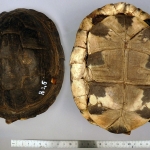 Cuora amboinensis - Tortue boîte d'asie orientale