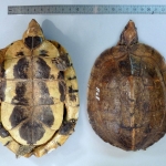 Cuora pani - Tortue boîte de Pan