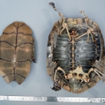 Mauremys leprosa - Emyde lépreuse