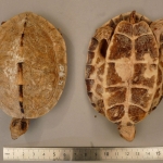 Rhinoclemmys nasuta - Rhinoclemmyde à plastron noir