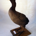 Fulica atra - Foulque macroule