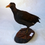 Gallinula chloropus - Gallinule poule-d'eau